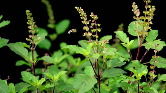 tulsi-1