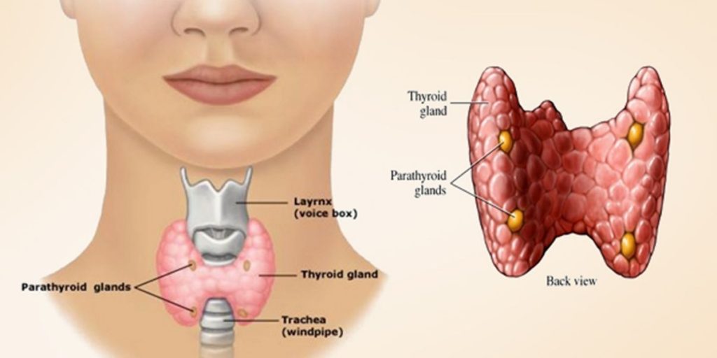 Hyper Thyroid and Hypo Thyroid Domestic ...