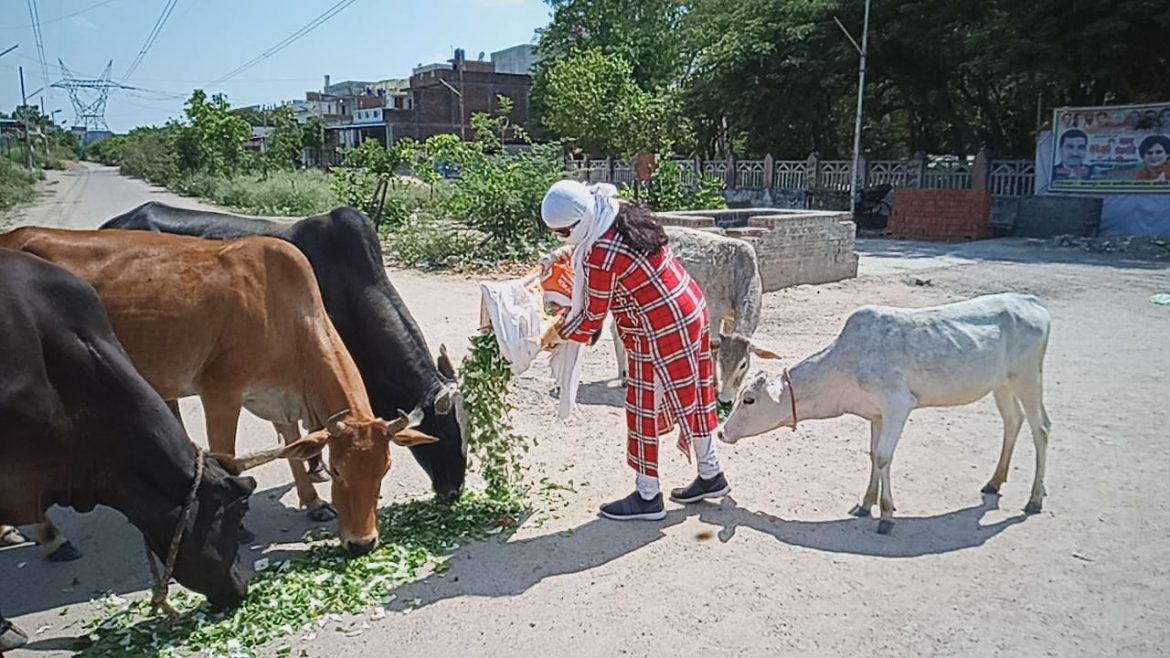 Poonam Pandey, District President of Hindu organization Vishwahindu Federation took initiative to eradicate the hunger of stray animals