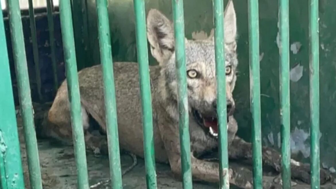 Bahraich Bhediya Attack